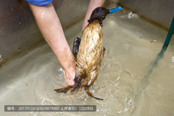 清洗一只鳥(niǎo)