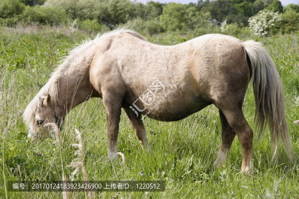 在山崗的小馬