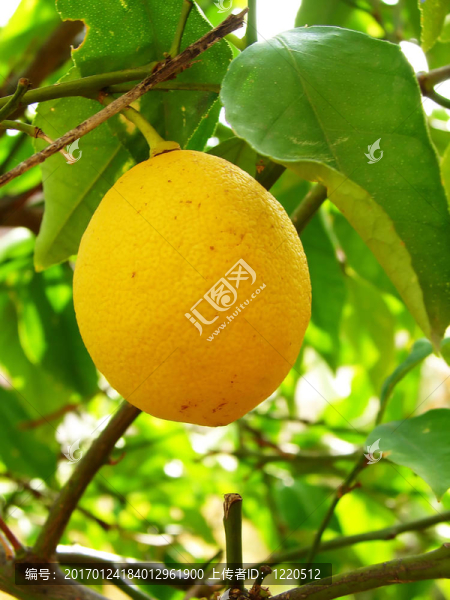 Lemmon在樹(shù)上