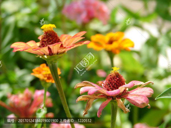 花園的百日草