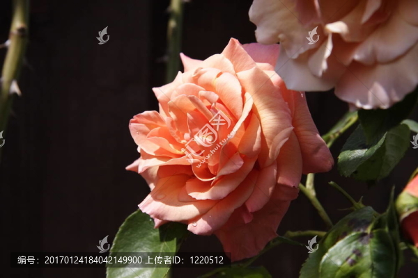 桃色玫瑰