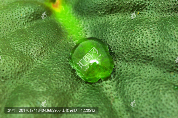 降葉-匯圖網(wǎng) www.fosd68.com 降葉