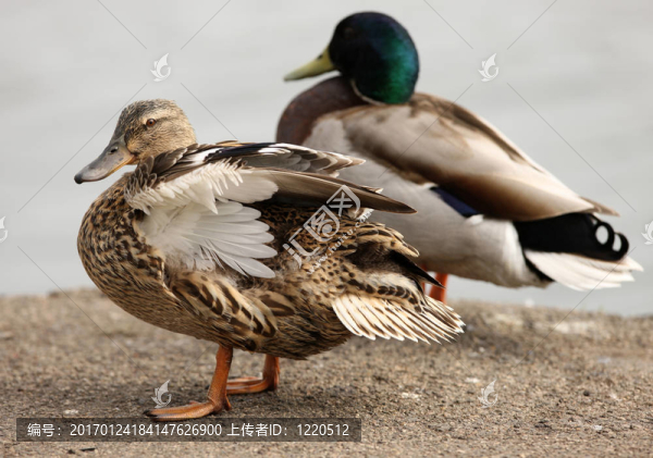綠頭鴨-匯圖網(wǎng) www.fosd68.com 綠頭鴨