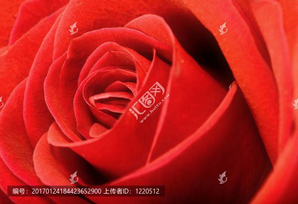 紅玫瑰的背景