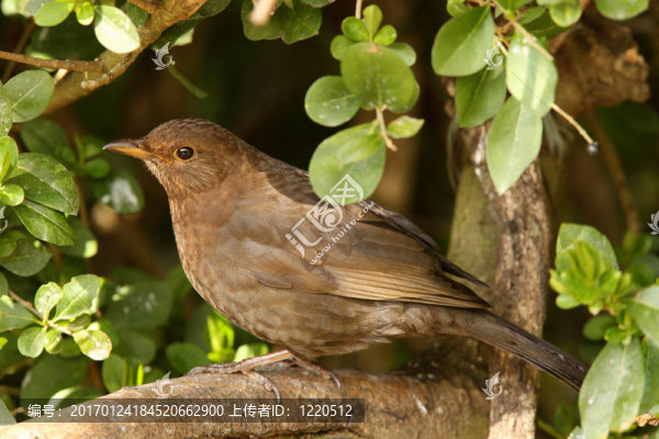 女性的黑鳥
