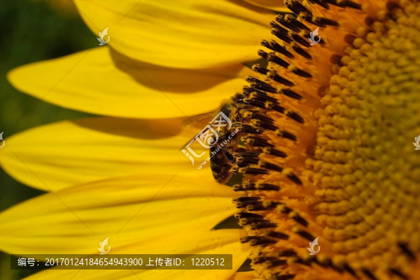 蜜蜂在向日葵