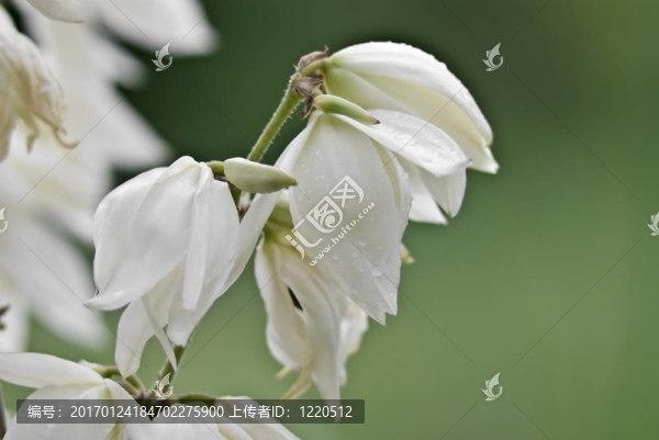 美麗的花絲蘭