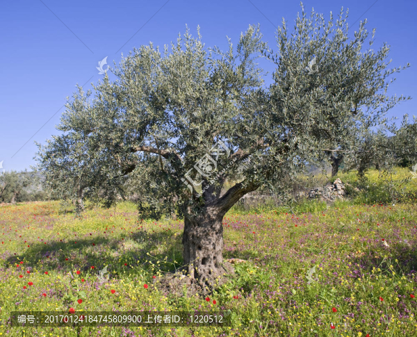 春天的橄欖樹林-匯圖網(wǎng) www.fosd68.com 春天的橄欖樹林