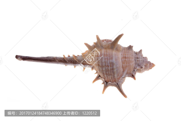 貝殼