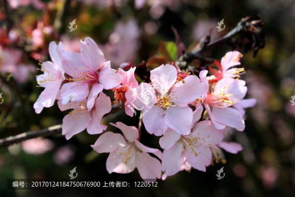 櫻花
