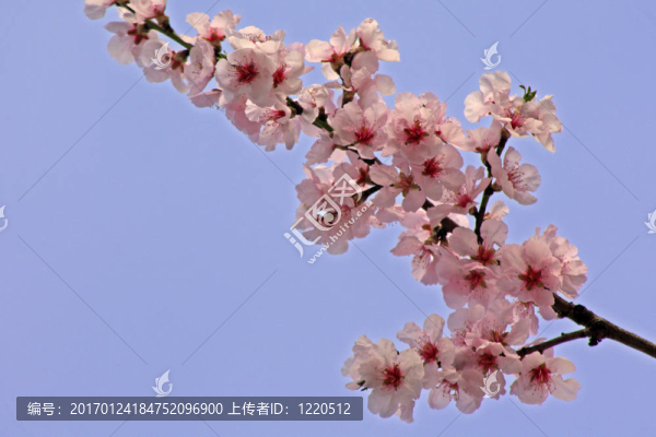 櫻花-匯圖網(wǎng) www.fosd68.com 櫻花