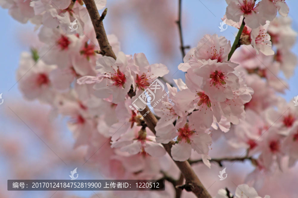 櫻花-匯圖網(wǎng) www.fosd68.com 櫻花