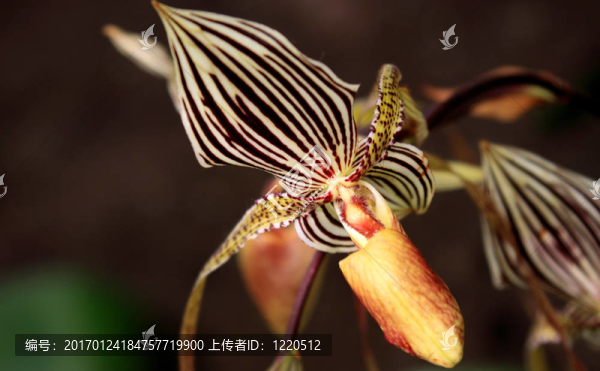 兜蘭屬的蘭花