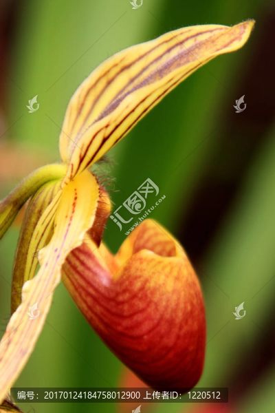 兜蘭屬的蘭花