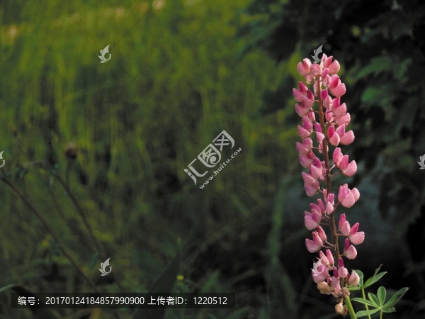 Lupine。一朵有花的花。