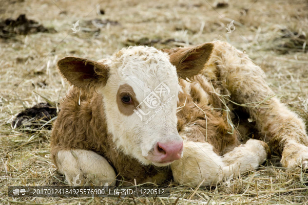 年輕的小牛-匯圖網(wǎng) www.fosd68.com 年輕的小牛