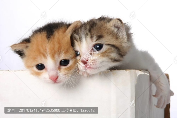 可愛的小貓