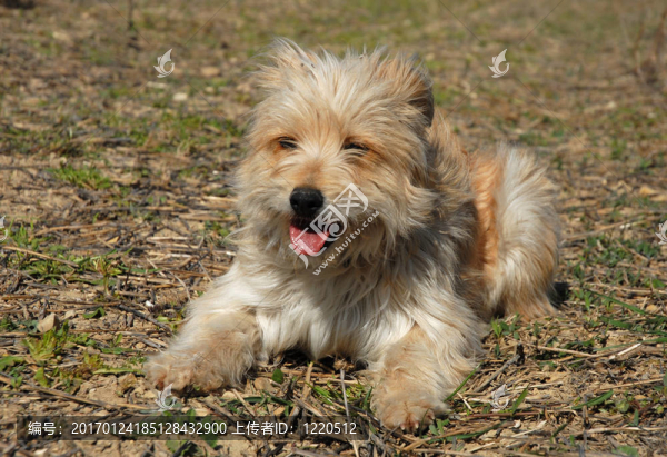 比利牛斯牧羊犬