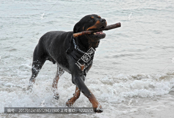 在海里玩的羅特韋爾犬