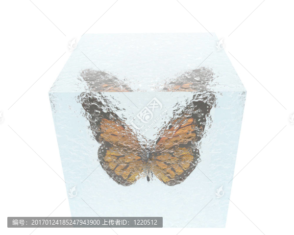 白色的冰上的蝴蝶-匯圖網(wǎng) www.fosd68.com 白色的冰上的蝴蝶
