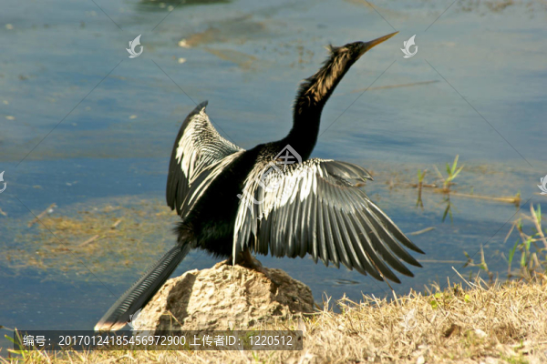 鸕鶿曬翅-匯圖網(wǎng) www.fosd68.com 鸕鶿曬翅