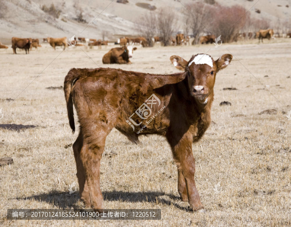 年輕的小牛-匯圖網(wǎng) www.fosd68.com 年輕的小牛