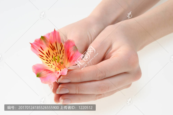 女人手上握著一朵花-匯圖網(wǎng) www.fosd68.com 女人手上握著一朵花