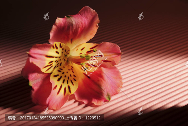五顏六色的花