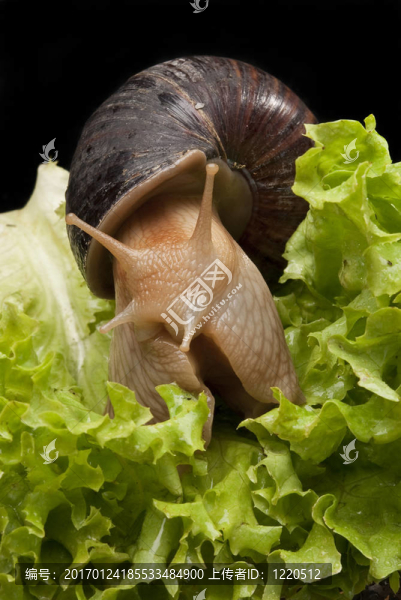 蝸牛對(duì)生菜