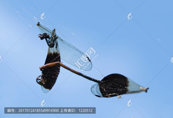 Damselfly被蜘蛛
