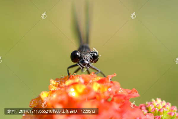 Dameselfly；我的領地