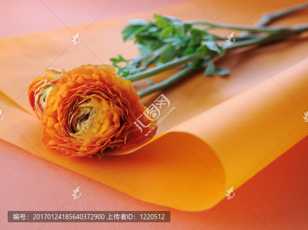 橙花毛茛