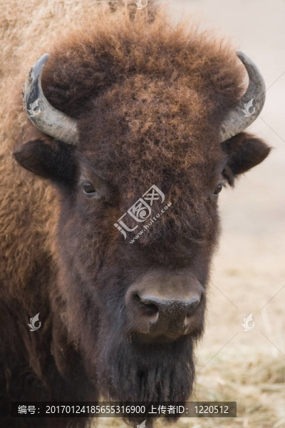 美洲野牛的畫像