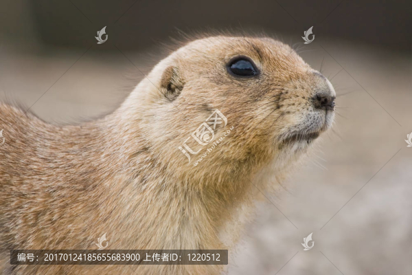 草原狗看著警惕