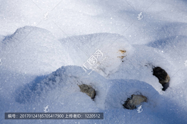 沒有雪