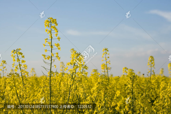 油菜