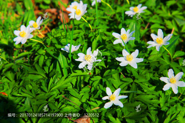 銀蓮花