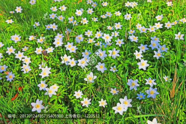 春天-匯圖網(wǎng) www.fosd68.com 春天