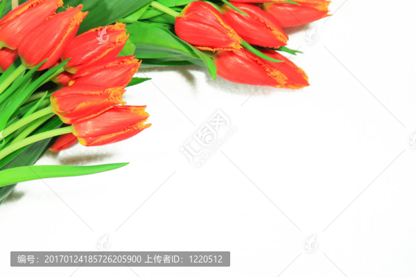 郁金香