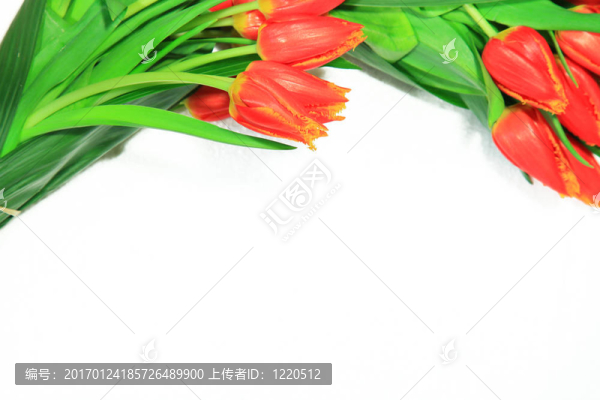 tulpen
