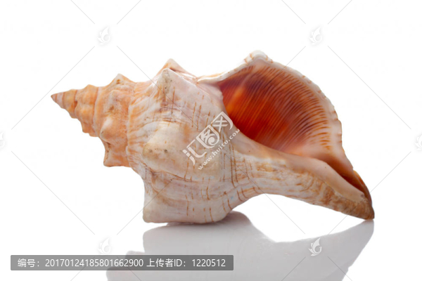 貝殼-匯圖網(wǎng) www.fosd68.com 貝殼