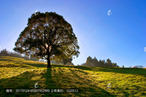藍(lán)天上的孤獨(dú)樹