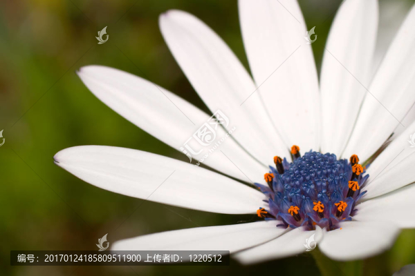 菊花宏；專注于雨滴