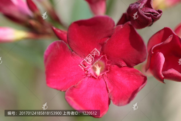 adelfa紅夾竹桃