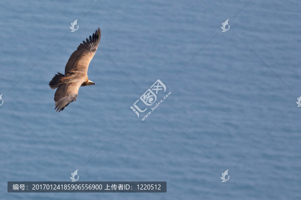 禿鷲在飛行