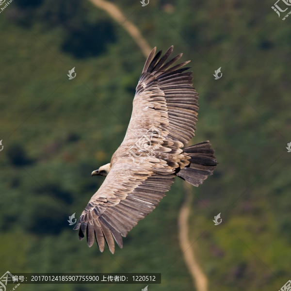 禿鷲在飛行-匯圖網(wǎng) www.fosd68.com 禿鷲在飛行