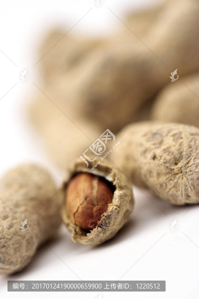 花生收起來(lái)-匯圖網(wǎng) www.fosd68.com 花生收起來(lái)