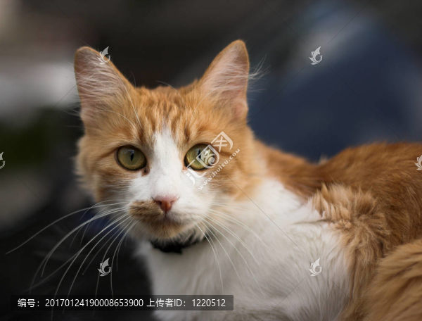 紅頭發(fā)的貓