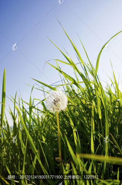 美麗的蒲公英
