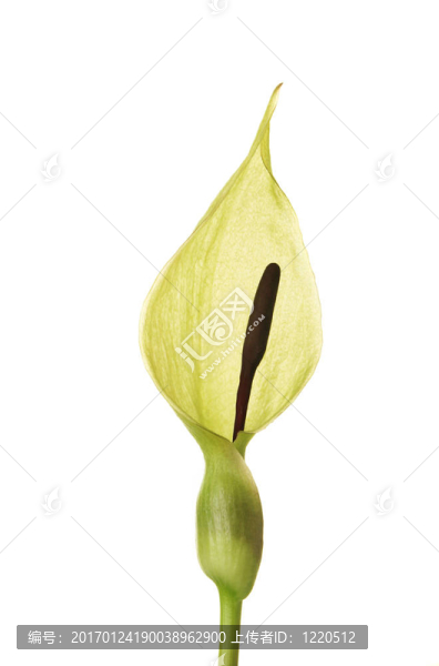 領(lǐng)主和夫人花